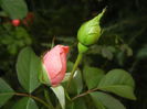 Rose Pleasure (2014, October 02)