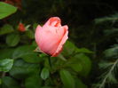 Rose Pleasure (2014, October 02)