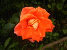 Rose Monica (2014, October 09)