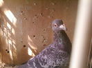 Fotografii-0104