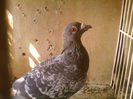 Fotografii-0107
