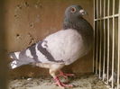 Fotografii-0118