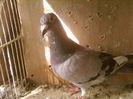 Fotografii-0124