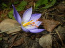 Crocus speciosus (2014, October 17)