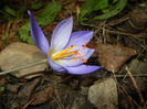 Crocus speciosus (2014, October 17)