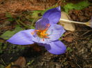 Crocus speciosus (2014, October 17)