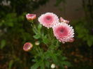 Chrysanth Bellissima (2014, Oct.17)