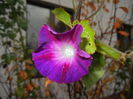 Morning Glory_Ipomoea (2014, Oct.17)