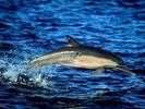 Poze Delfini_ Poze cu Animale_ Imagini Delfini_ Saritura de delfin