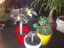 Aeonium
