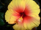 SAM_2973