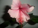 albo lacinanthus-102