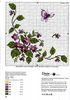 cuscini%20fiori%20farfalle%20rico%20(4)