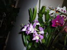 DSC00951