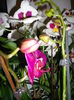DSC00950