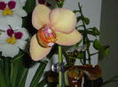 DSC00962