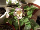 DSCF2754