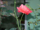 DSCN1166