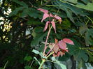 DSCN1173