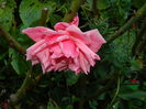 DSCN1174