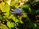 DSCN1176