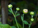 DSCN1196