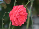 DSCN1198
