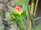 DSCN1202