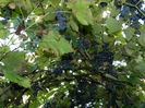 DSCN1210