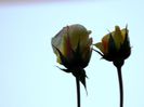 DSCN1224