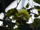 DSCN1265