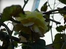 DSCN1268