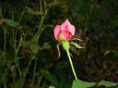 DSCN1290