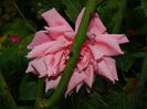 DSCN1291