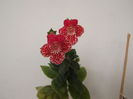 DSCF2768