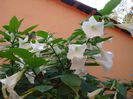 brugmansia in octombrie (3)