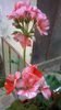 WP_20141018_16_39_36_Pro