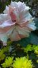 WP_20141018_16_43_42_Pro