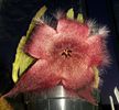 Stapelia grandiflora.