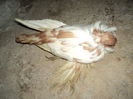DSC06562