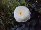 DSC04631