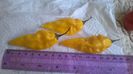Fatalii