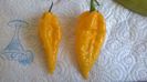Fatalii2