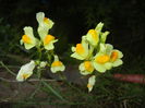 Linaria vulgaris (2014, September 12)