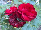 DSC04661