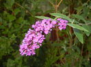 Buddleja davidii Purple (2014, Sep.25)