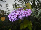 Buddleja davidii Purple (2014, Oct.09)