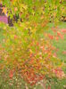 Liquidambar styraciflua (2014, Oct.09)