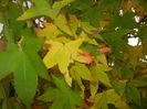 Liquidambar styraciflua (2014, Oct.09)