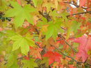 Liquidambar styraciflua (2014, Oct.09)